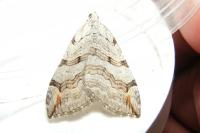 Aplocera