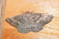 Selidosema taeniolaria