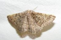 Selidosema taeniolaria