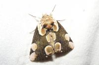 Thyatira batis