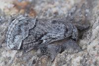 Trichiura castiliana