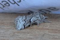 Trichiura crataegi