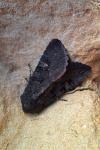 Aporophyla nigra
