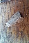Stilbia