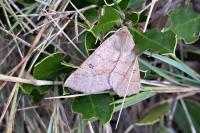 Crocallis dardoinaria