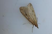 Udea numeralis