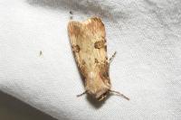 Agrotis puta