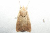 Mythimna unipuncta