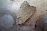Xestia castanea