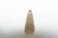Eccopisa effractella