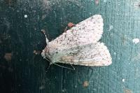 Aporophyla canescens