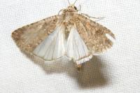 Spodoptera exigua