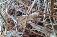 Compsoptera opacaria