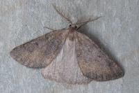 Onychora agaritharia