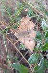 Gerinia honoraria