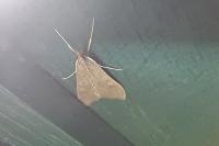 Mecyna asinalis