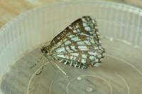 Chiasmia clathrata