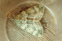 Chloroclysta miata miata