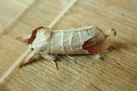 Clostera curtula