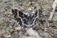 Epirrhoe hastulata