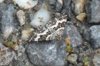 Epirrhoe tristata