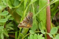 Euclidia glyphica