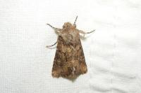 Luperina testacea