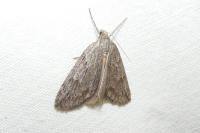 Pachycnemia hippocastanaria hippocastanaria