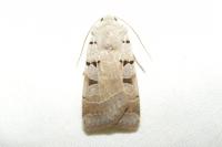 Eugnorisma glareosa