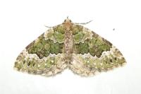Colostygia olivata