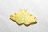 Opisthograptis luteolata
