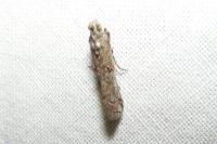 Pempelia palumbella