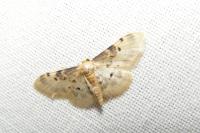 Idaea filicata