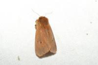 Phragmatobia fuliginosa