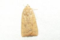 Noctua interjecta