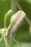 Chrysoteuchia culmella