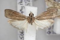 Assara conicolella
