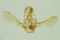 Assara conicolella