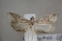 Ephestia woodiella