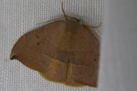 Watsonalla uncinula