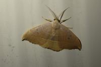 Watsonalla uncinula