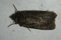 Agrotis segetum