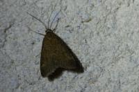 Pyrausta despicata