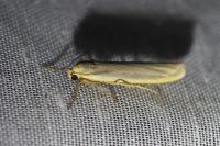 Eilema caniola