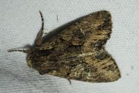 Mniotype solieri