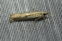 Agriphila geniculea