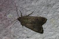 Agrotis trux