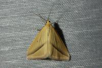 Rhodometra sacraria