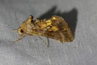 Chrysodeixis chalcites