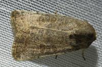 Hoplodrina ambigua